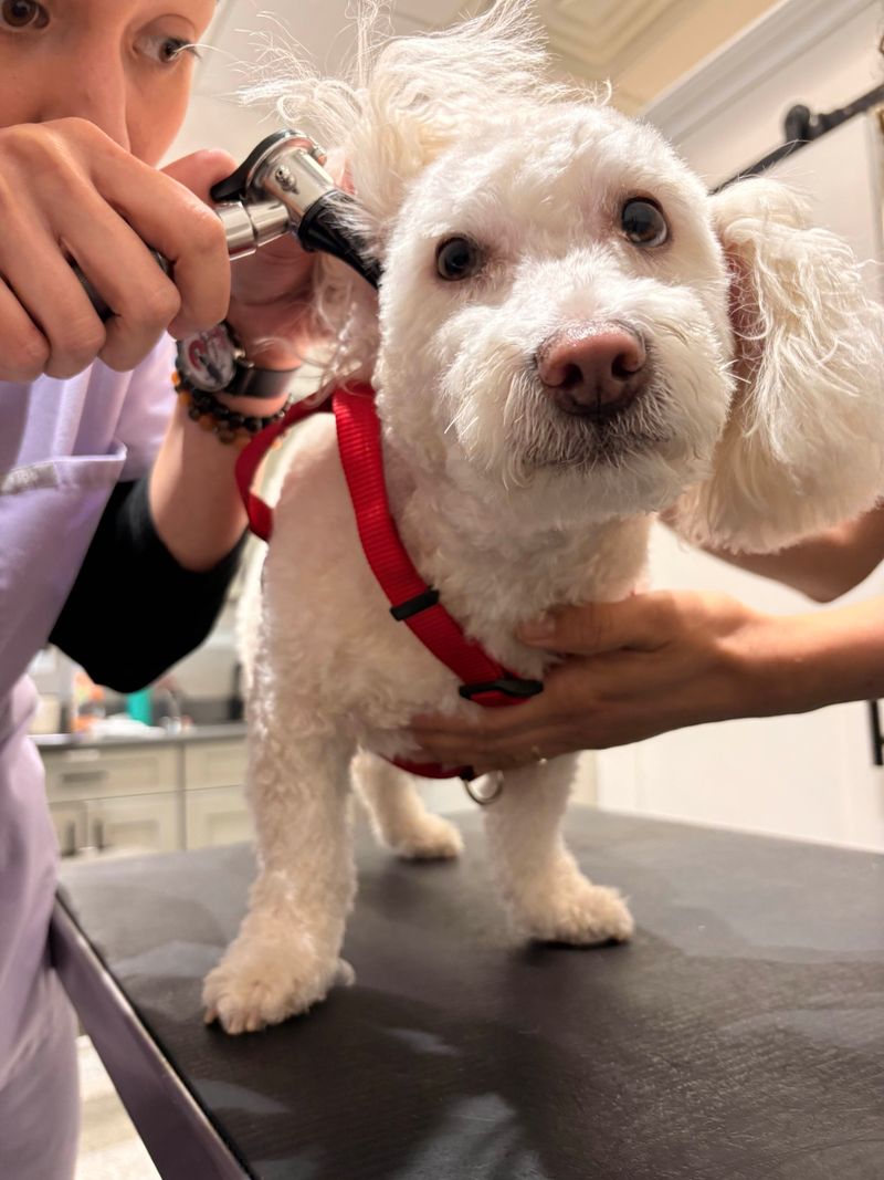 When Do Rainy Day Ears Need a Check?