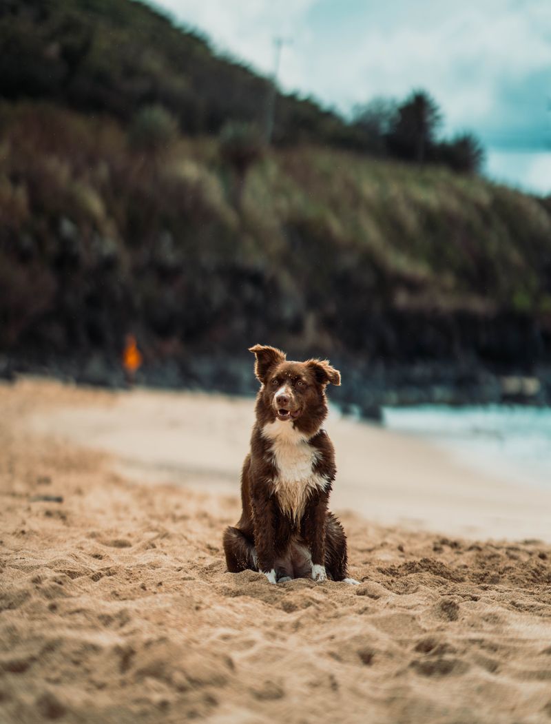 Check Hawaii's Pet Import Rules Before You Book
