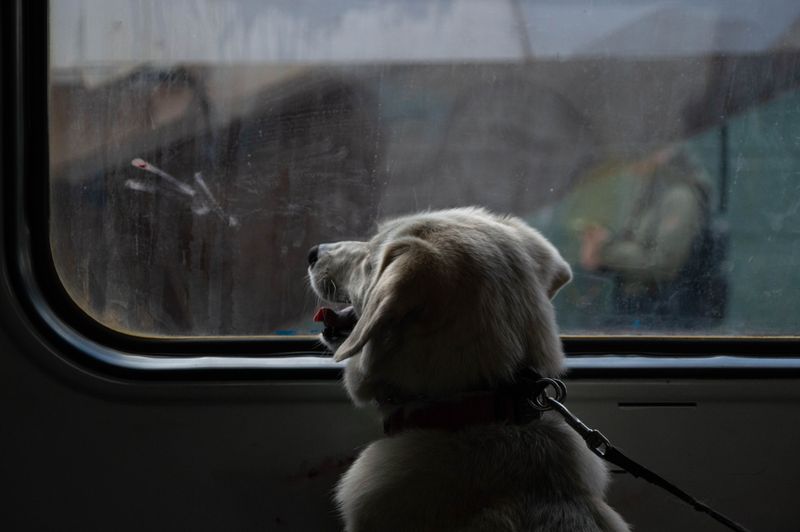 Can Your Dog Handle Elevator Rides?