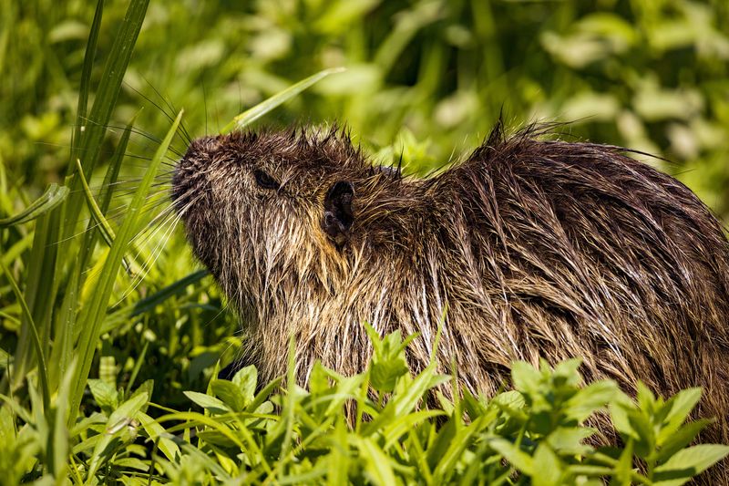 Louisiana Wildlife Rules for Nutria