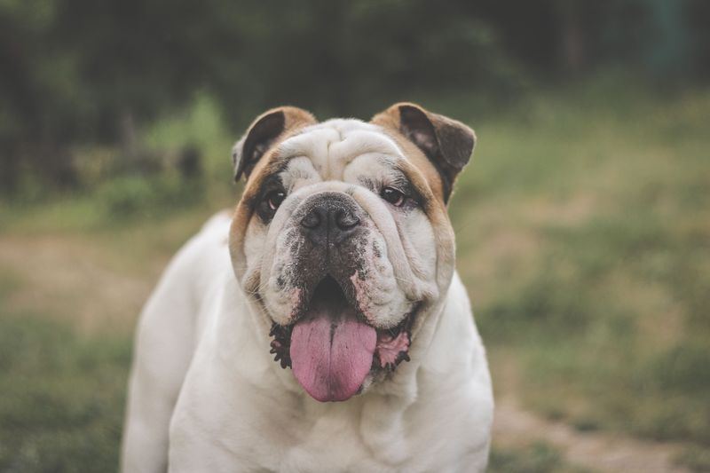 Why Some Dogs Struggle More in Humid Weather