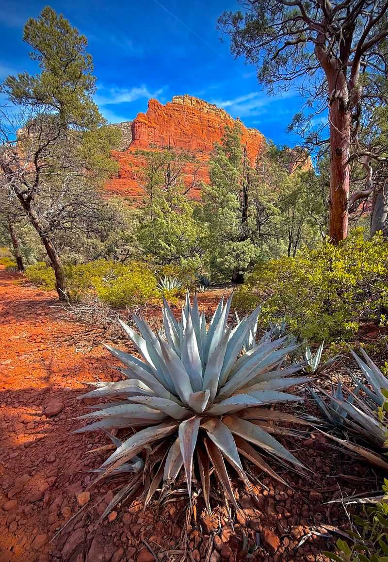 Brins Mesa Trail