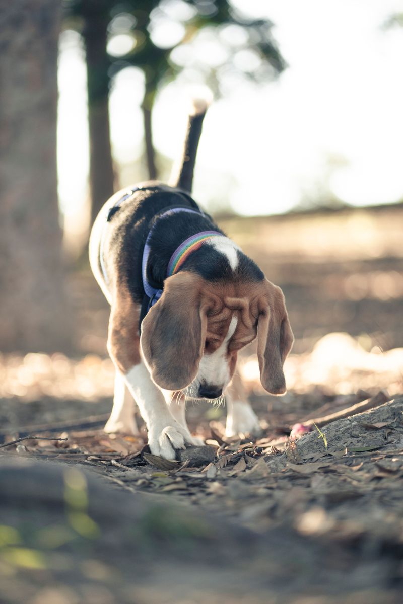 Why Dogs May Find Mushrooms Hard to Resist