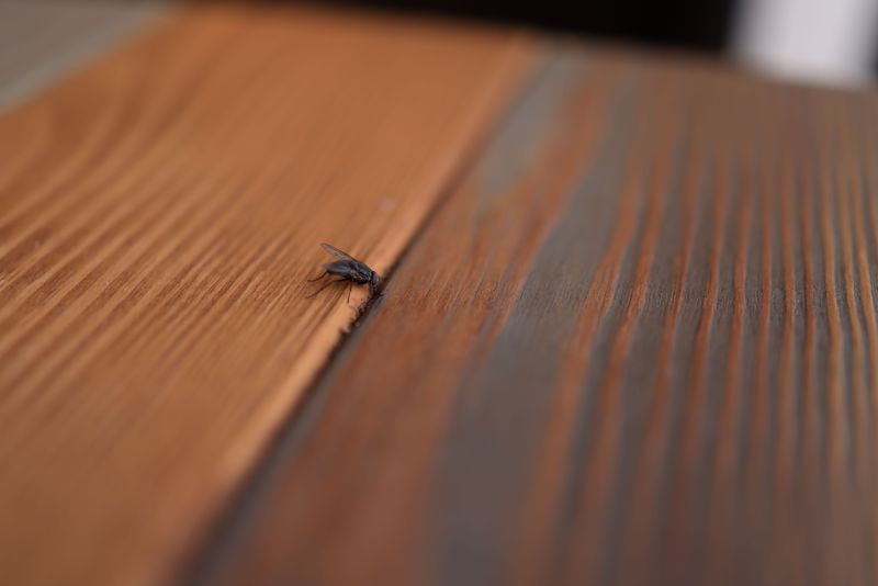 Screens Can Reduce Some Insects but Not All