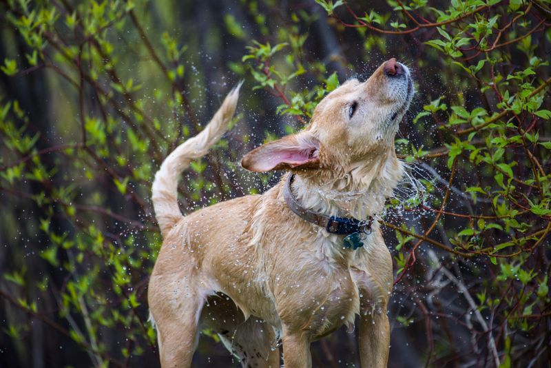 Wet Collars Can Irritate The Neck Area