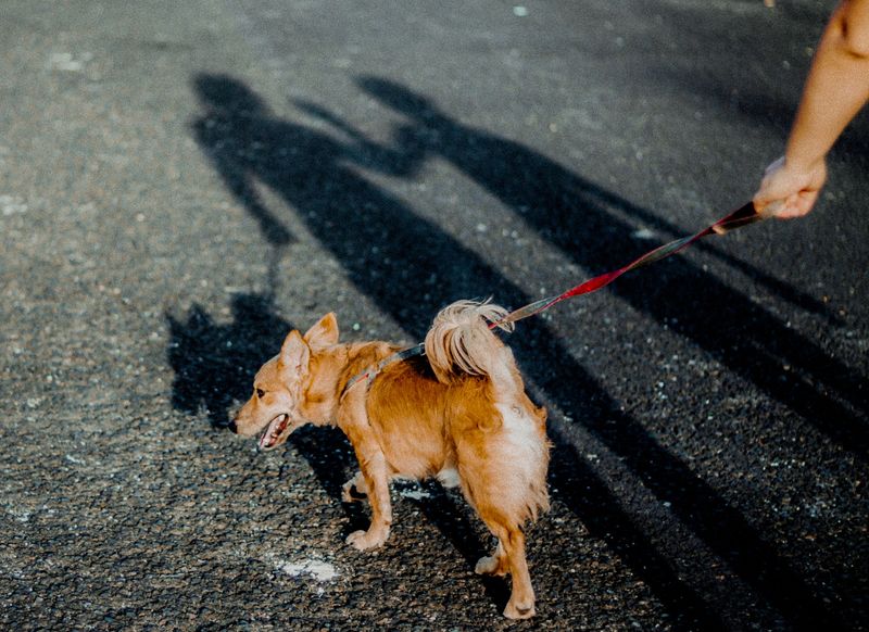 Hot Pavement Can Limit Exercise