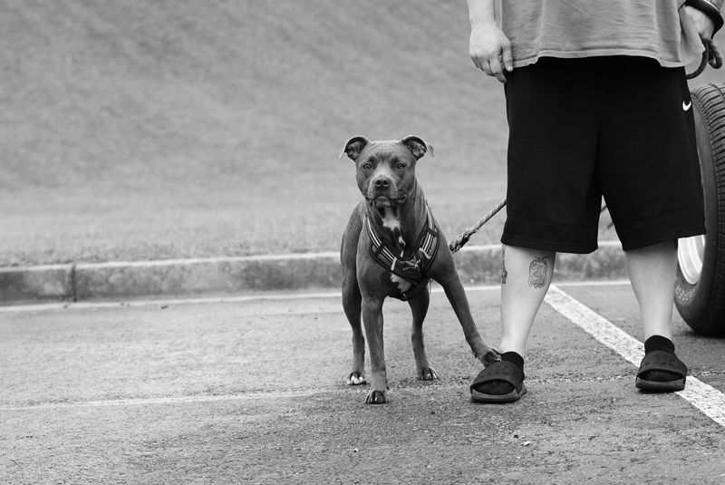 A Leash Violation Can Be a Class 4 Misdemeanor