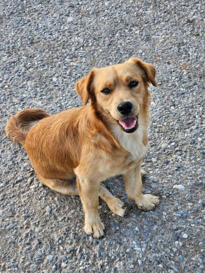 Keep a Recent Photo of Your Dog