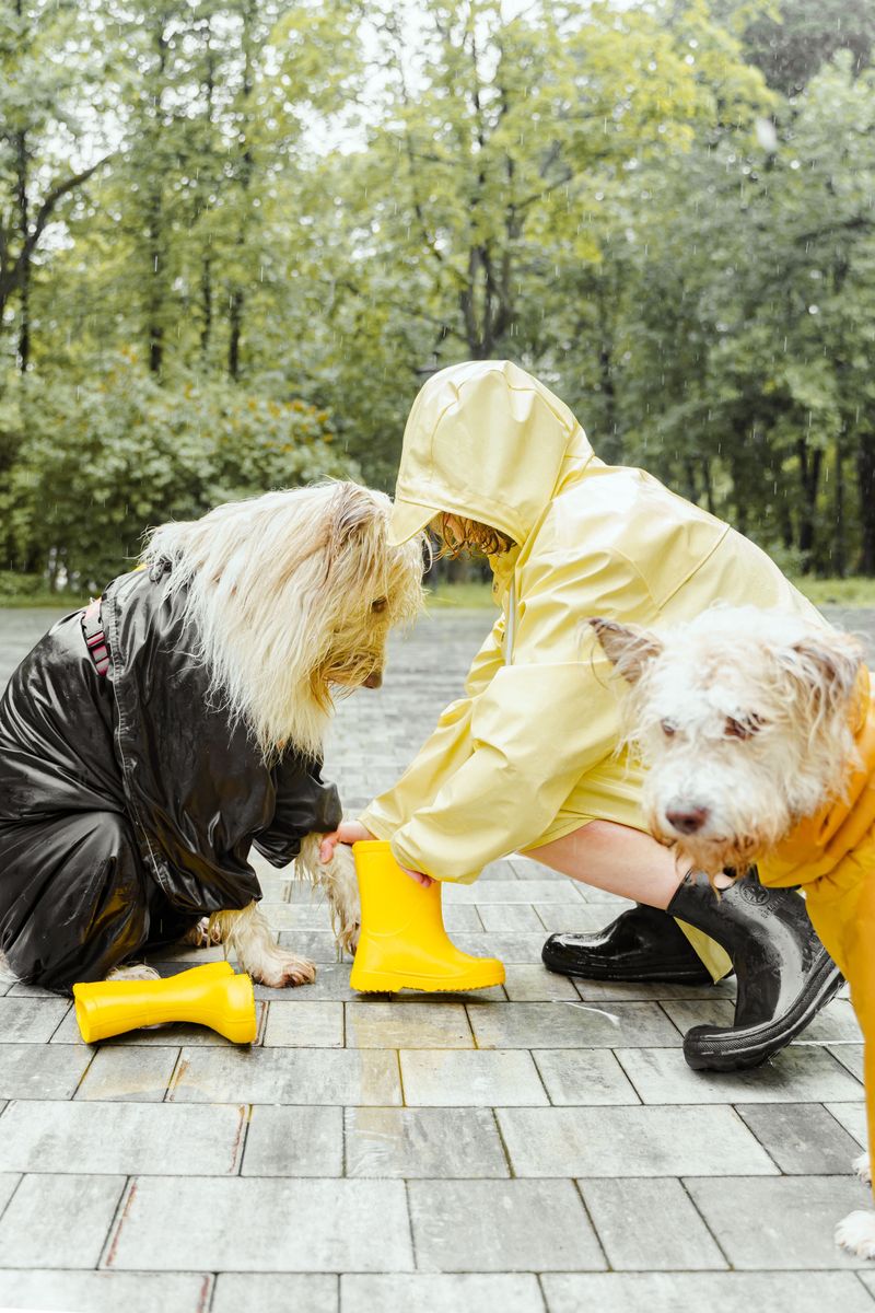 Protect Your Dog From Storm Debris