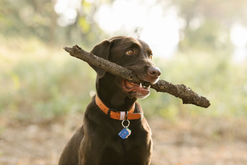 Make Sure Your Dog Has Reliable Identification