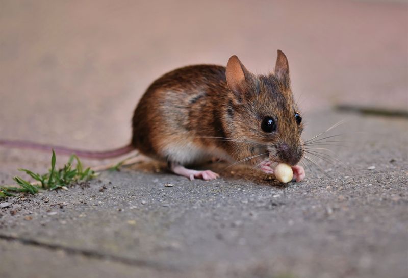 Rodenticides