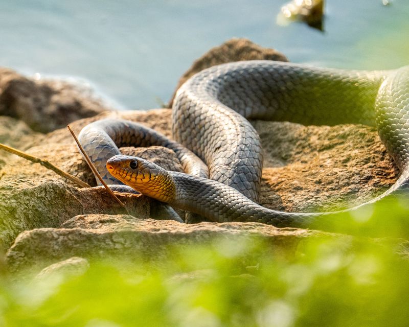 Watch For Snakes Near The Water