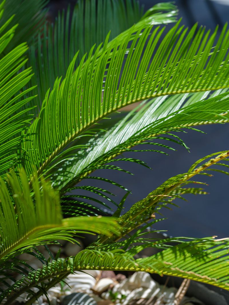 Move Risky Plants Out of Puppy Reach
