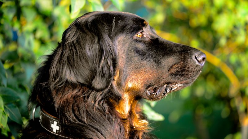 Gordon Setter: A Steady Nose in Tall Cover