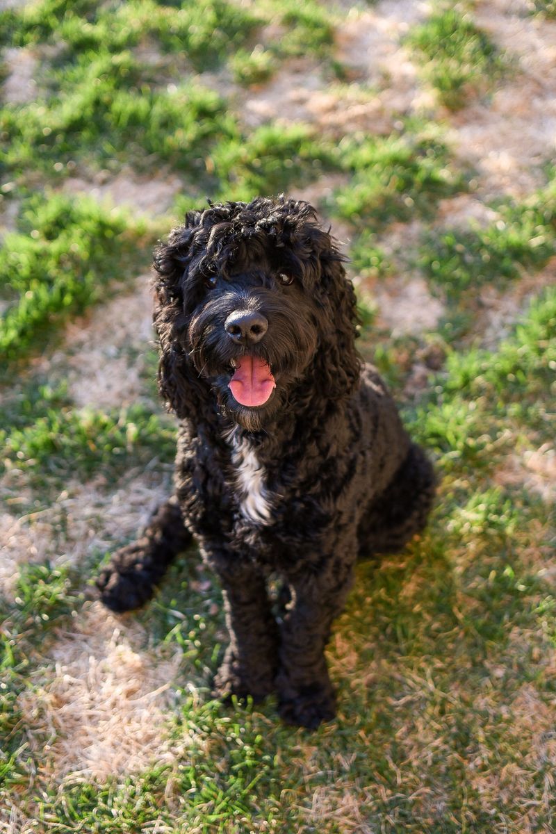 Portuguese Water Dog: A Boat Crew Original