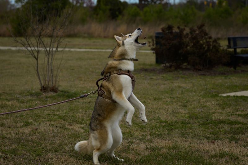 What If My Dog Swallows Something Outside?