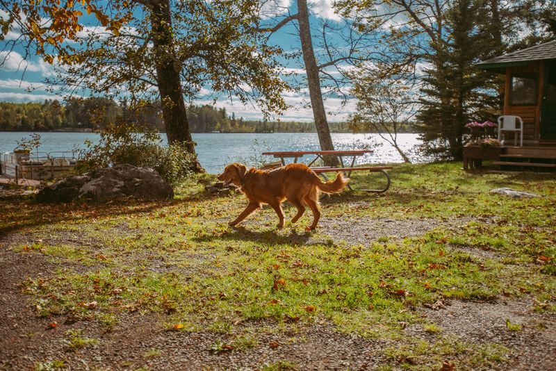 What Outdoor Areas Can Dogs Use?