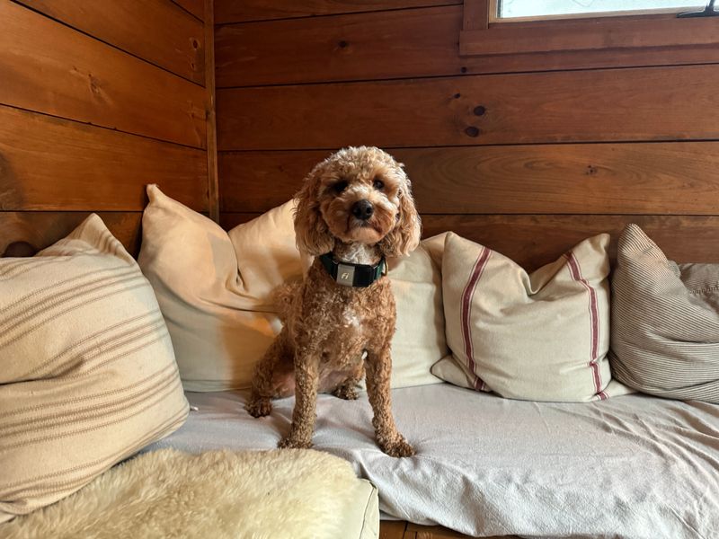 Are Dogs Allowed On The Furniture?