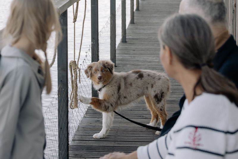 Where Must Your Dog Stay on a Leash?