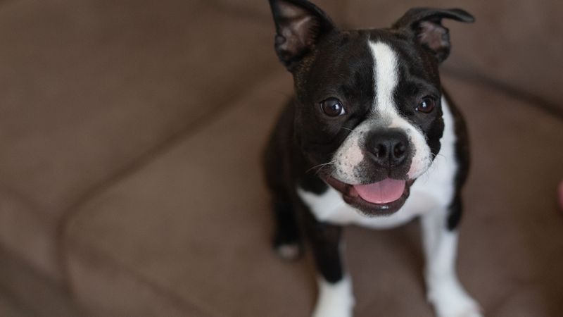 Boston Terrier: The Compact Comedian
