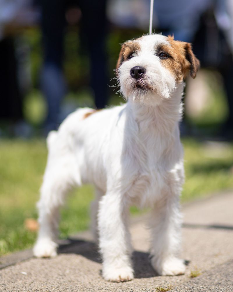 Parson Russell Terrier