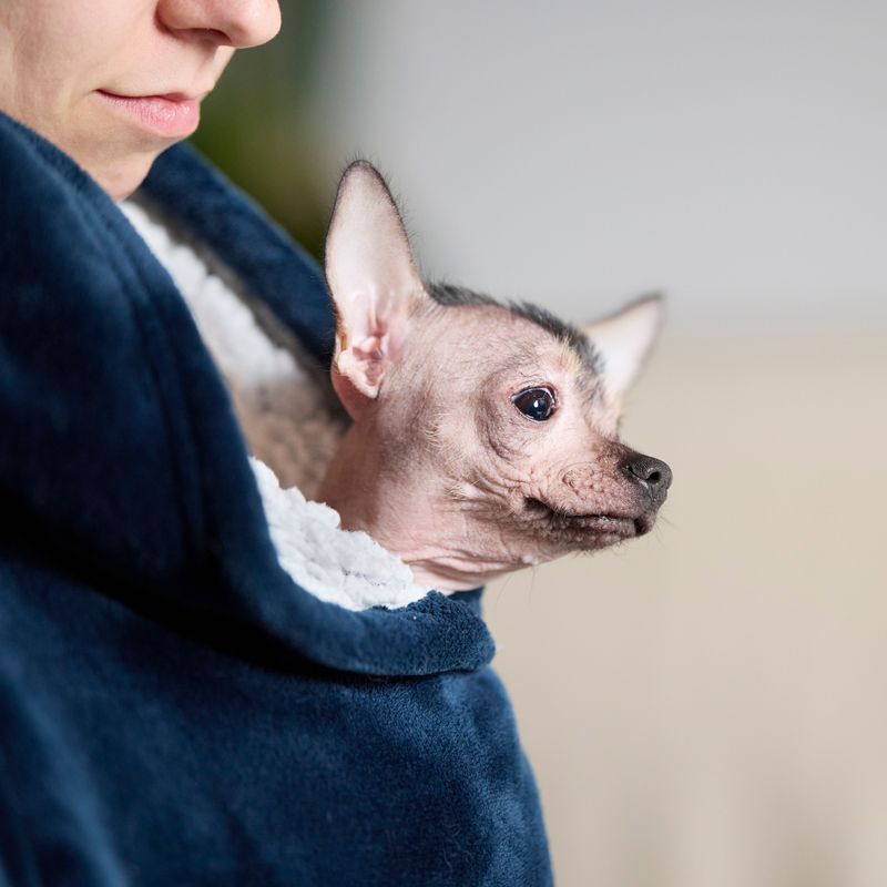 Chinese Crested: The Sun-Smart Original