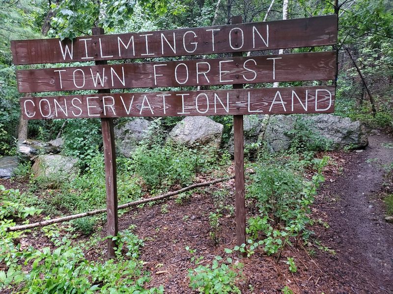 Wilmington Town Forest, Wilmington