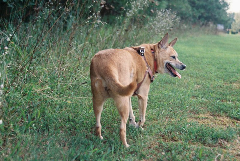 Panting Deserves Close Attention