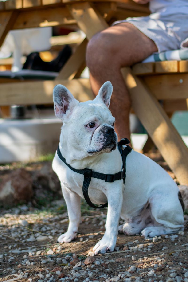 Begging Gets A Pass At Picnic Tables