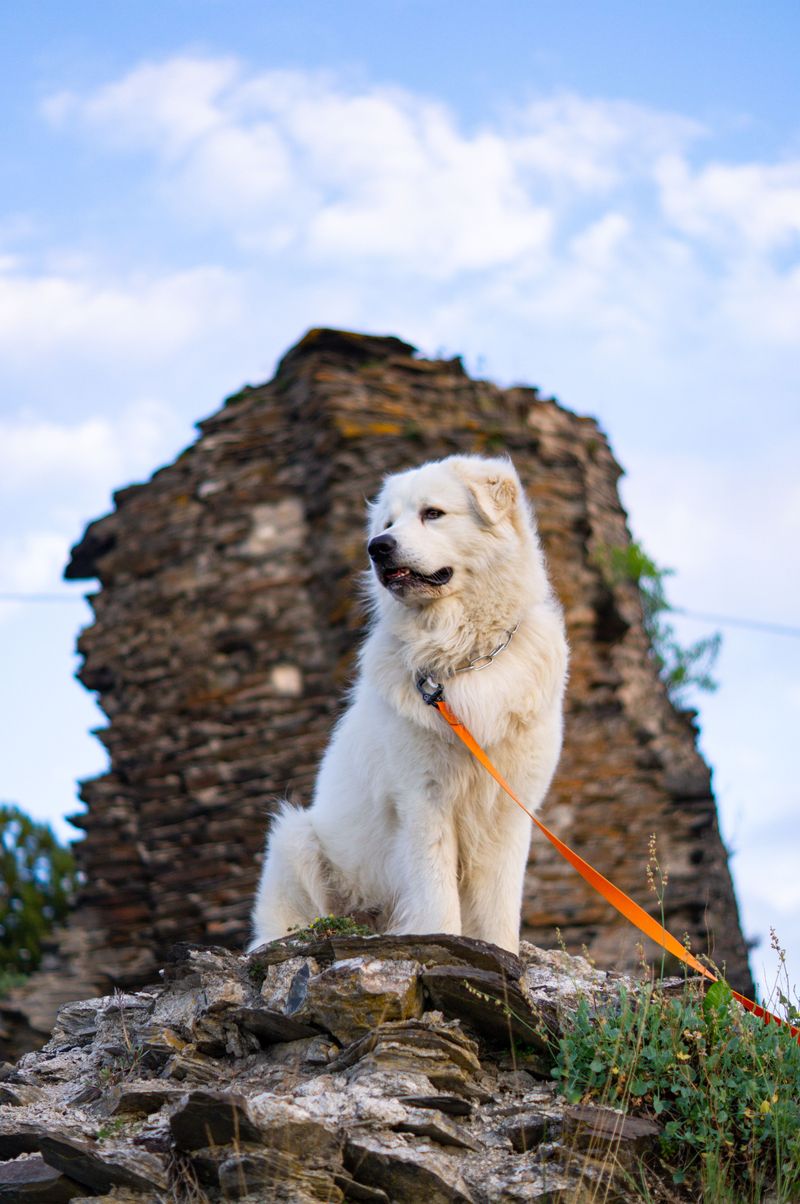 Kuvasz