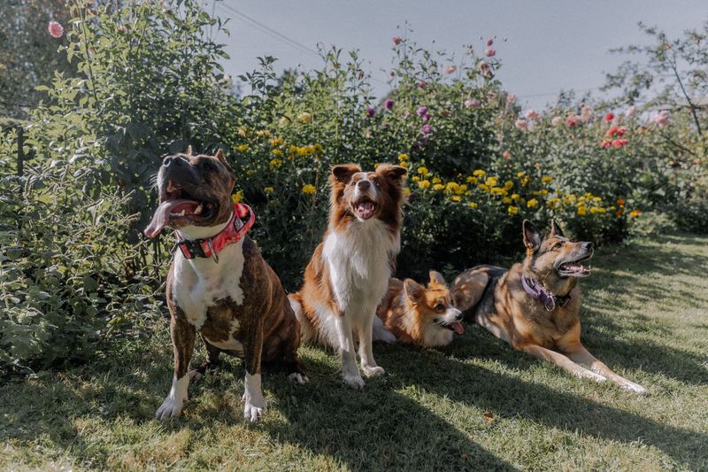 Check Every Dog's ID Separately