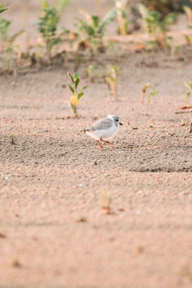 Respect Seasonal Shorebird Closures