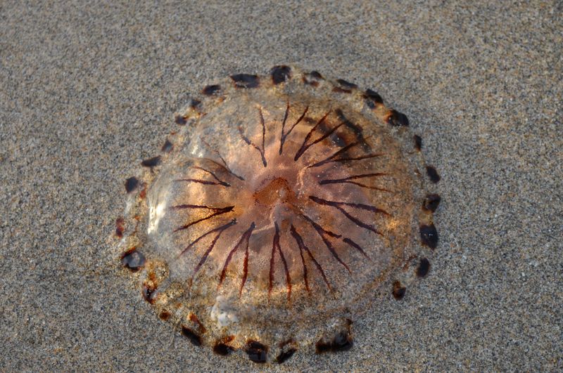 Be Careful Around Jellyfish