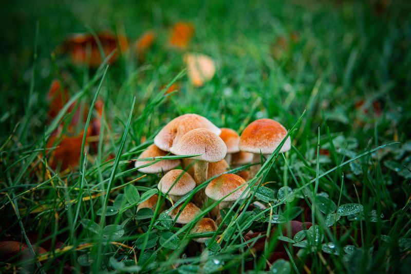 Remove Yard Mushrooms Before Letting Dogs Out