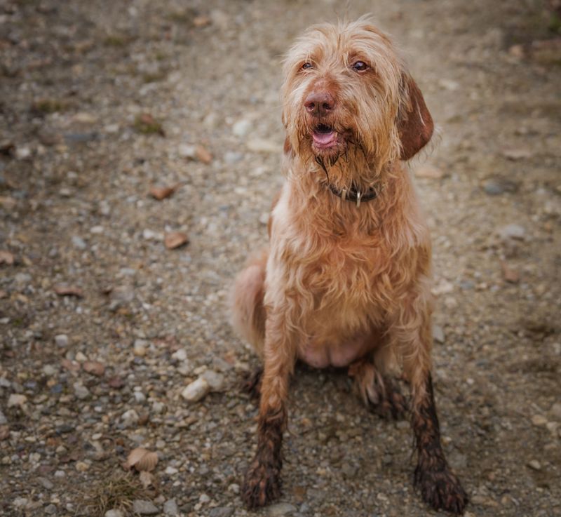 Clean Mud Off Paws After Walks