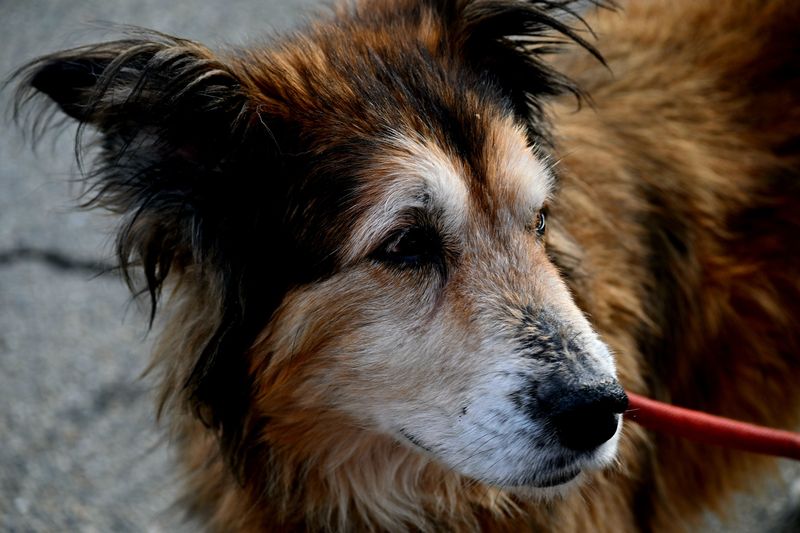 Recheck Your Earthquake Plan As Your Dog's Needs Change