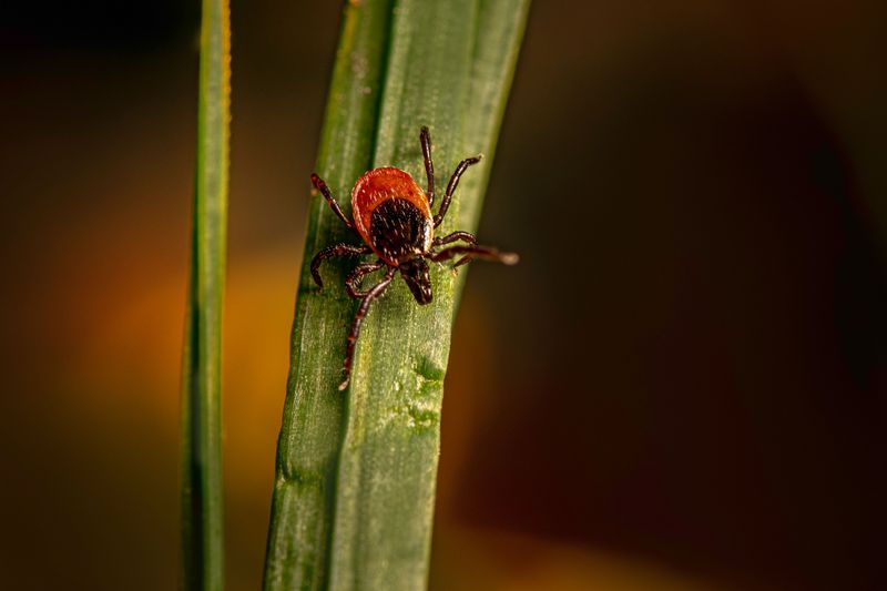 Be Ready for Bugs and Ticks