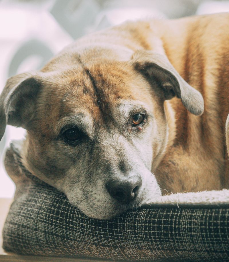 Make a Plan for Dogs With Special Needs