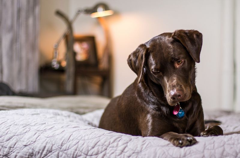 Check For Hazards That Could Injure Dogs