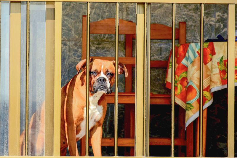 Add a Dog-Safe Zone to the Garage