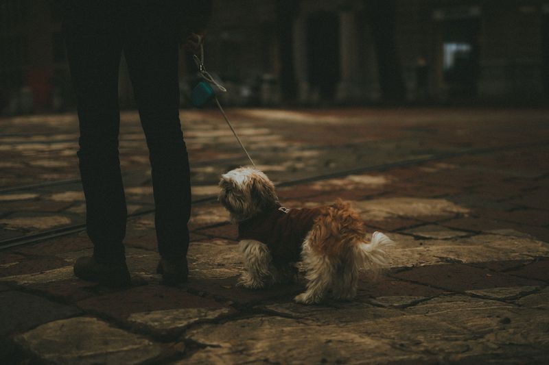 Supervise Dogs During Nighttime Yard Trips