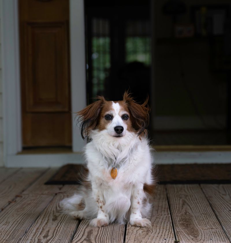 Give Dogs a Clear Way Back Inside
