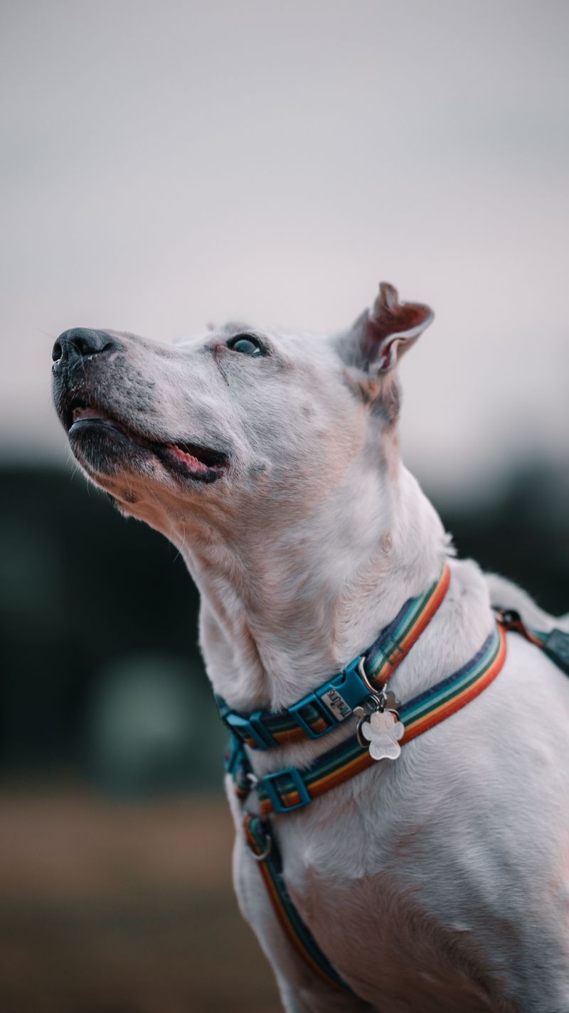 Make Sure Your Dog's Identification Is Current