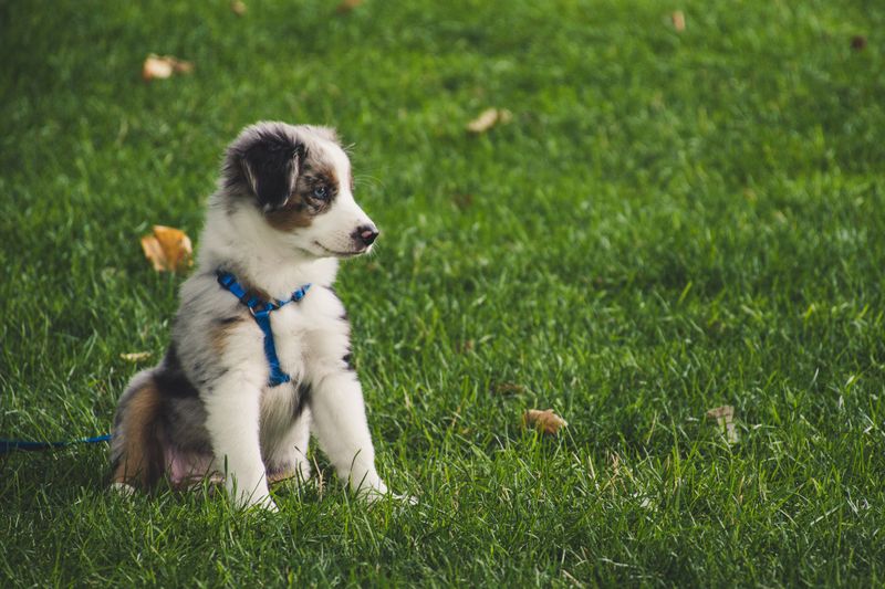 Try a Reusable Grass Tray for the Tiniest Pups