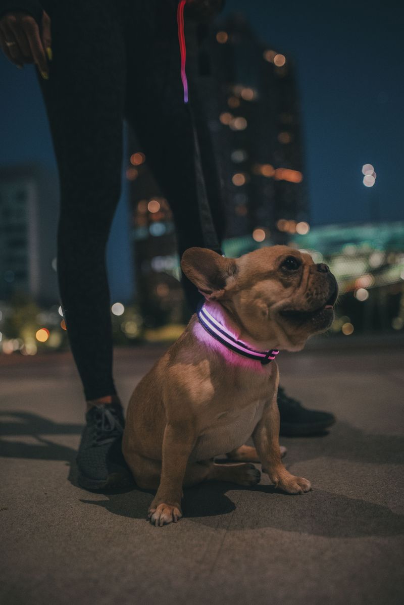 Add Reflective Gear Or A Clip-On Light