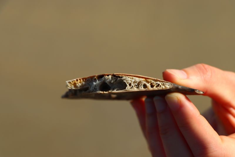 Be Aware That Quills Can Break