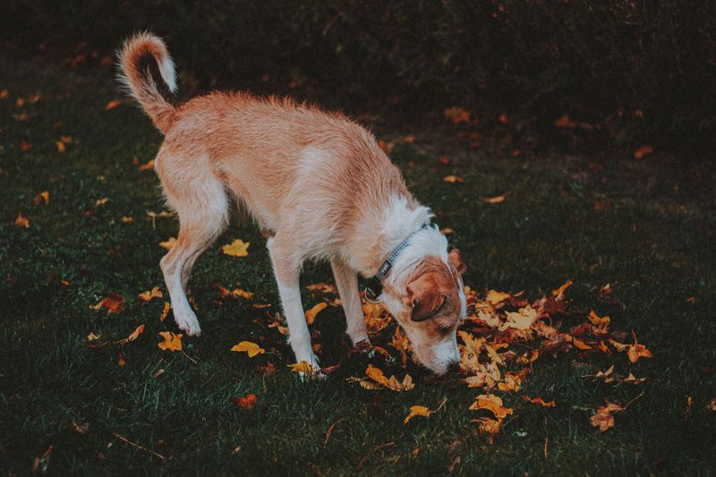 Watch Where Your Dog Sniffs