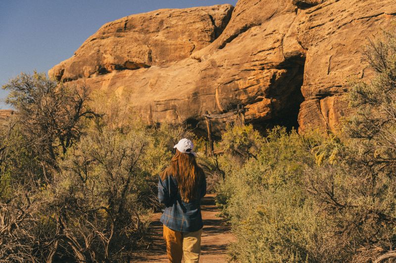 Avoid Letting Dogs Wander Through Tall Brush