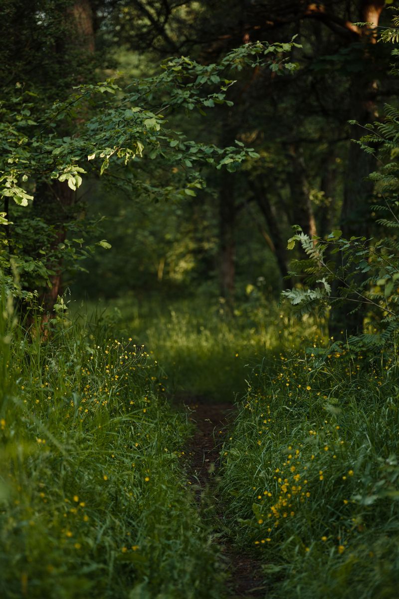 Avoid Dense Brush After a Bear Sighting