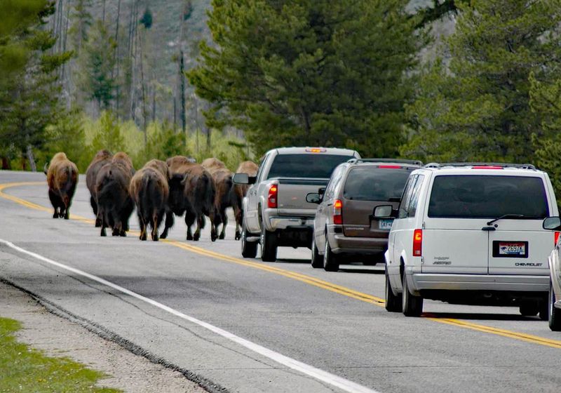 Watch For Wildlife Near Roads